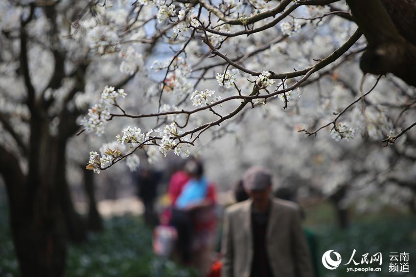 每一朵花开都是春天的诗句,当花遇上诗词每一朵花开都是春天