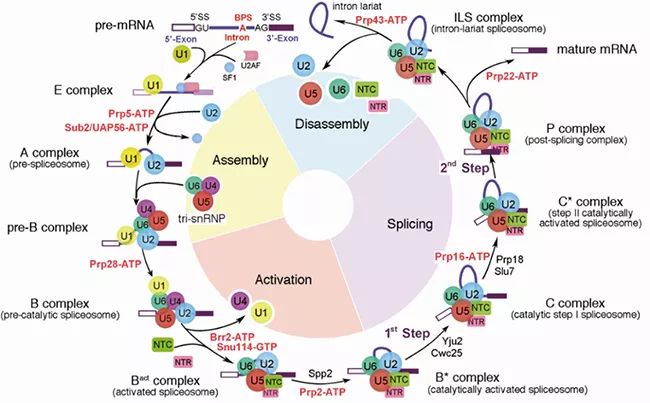 Cell：施一公组完成酵母剪接体结构最后拼图