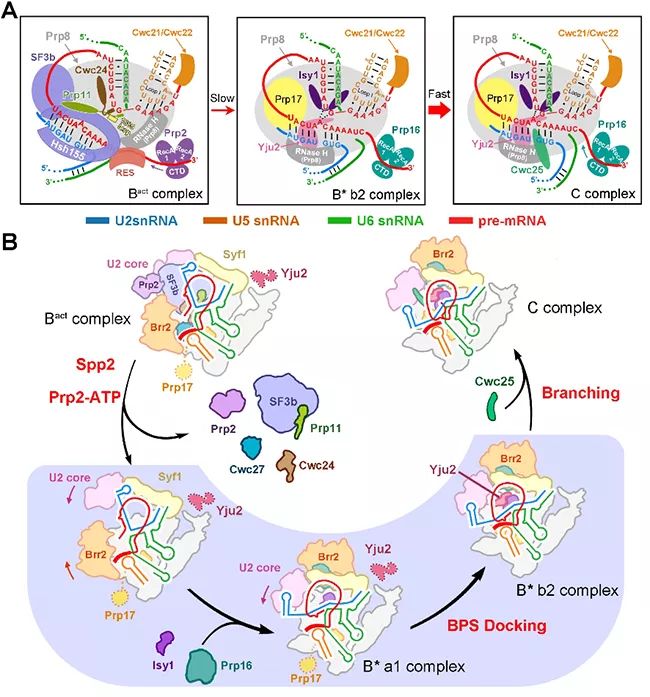 Cell：施一公组完成酵母剪接体结构最后拼图