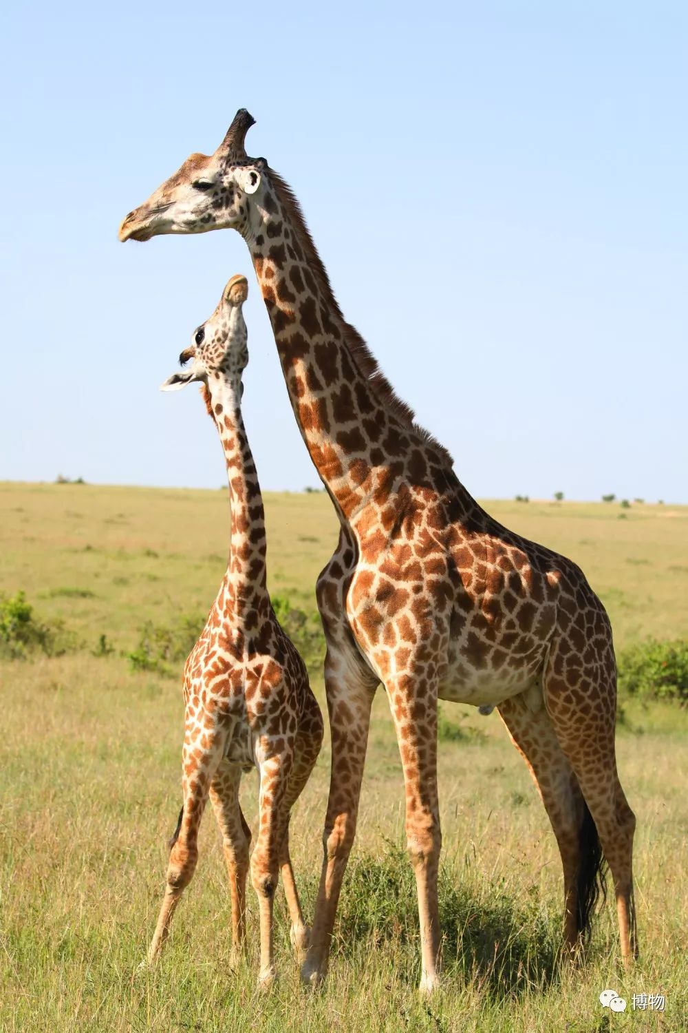 肯尼亚博物学之旅,博物肯尼亚