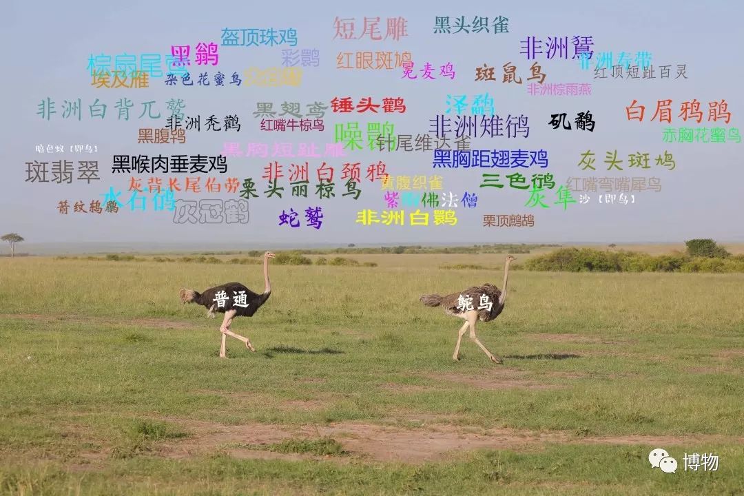 肯尼亚博物学之旅,博物肯尼亚