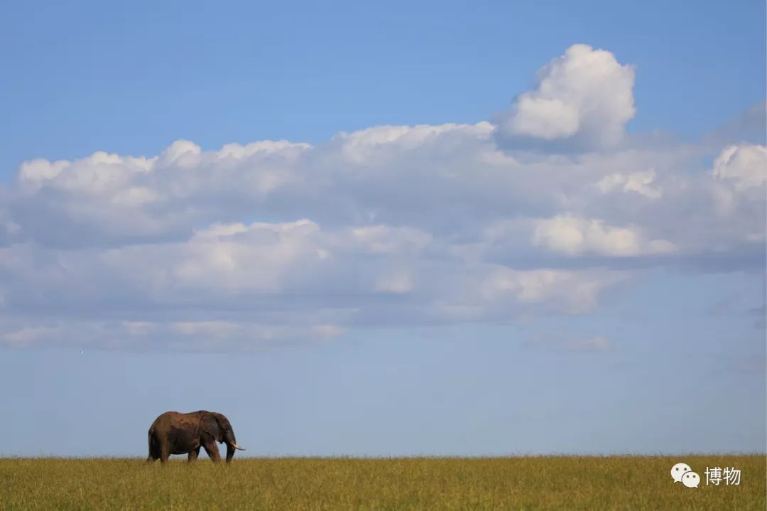 肯尼亚博物学之旅,博物肯尼亚