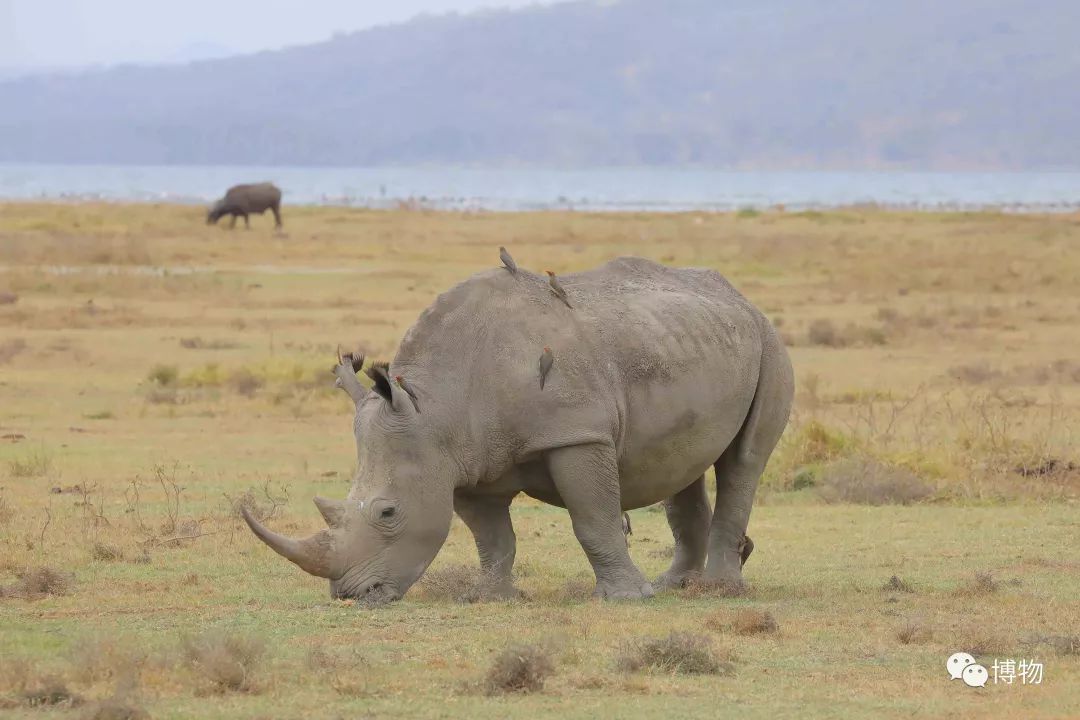 肯尼亚博物学之旅,博物肯尼亚