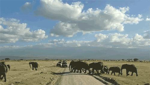 肯尼亚博物学之旅,博物肯尼亚