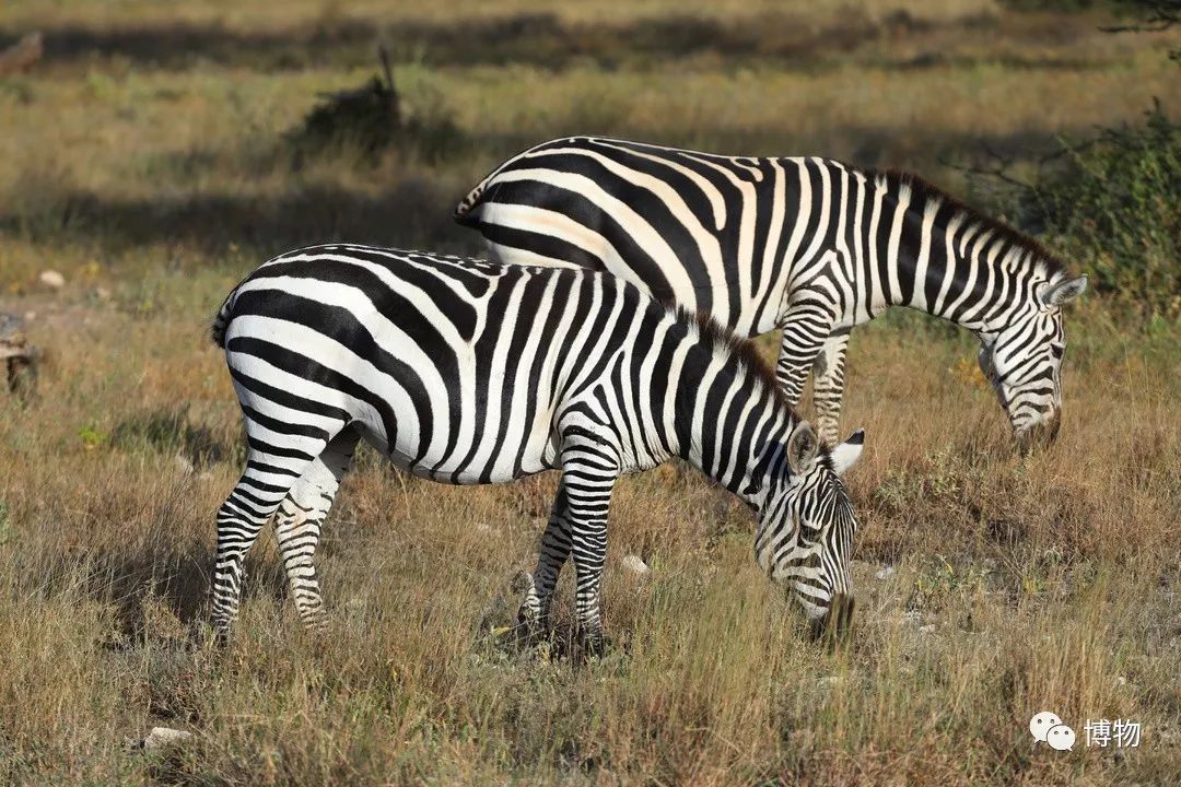 肯尼亚博物学之旅,博物肯尼亚