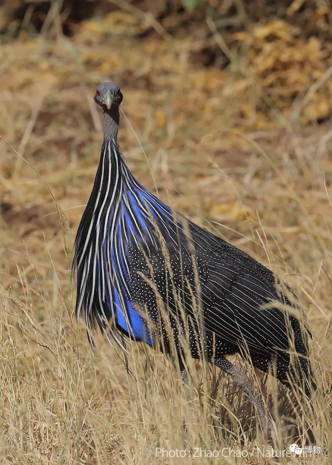 肯尼亚博物学之旅,博物肯尼亚