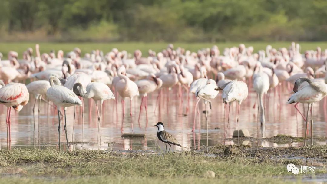 肯尼亚博物学之旅,博物肯尼亚
