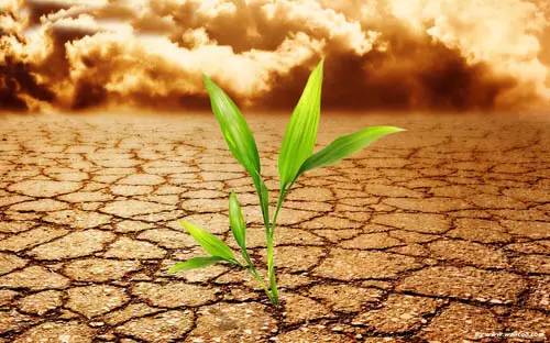 关于土壤的知识点简单总结,土壤基础知识讲解