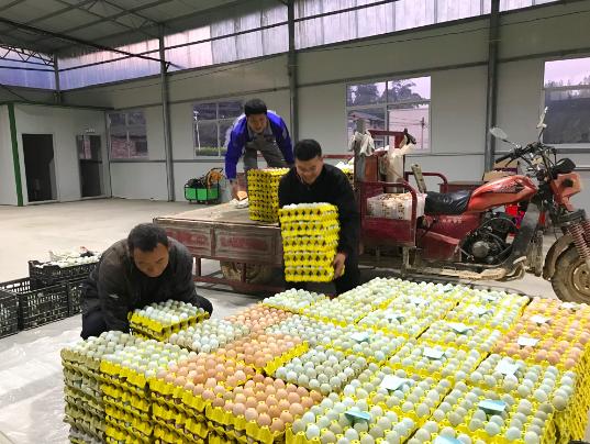 绿壳蛋鸡的源头,鸡舍绿壳蛋鸡