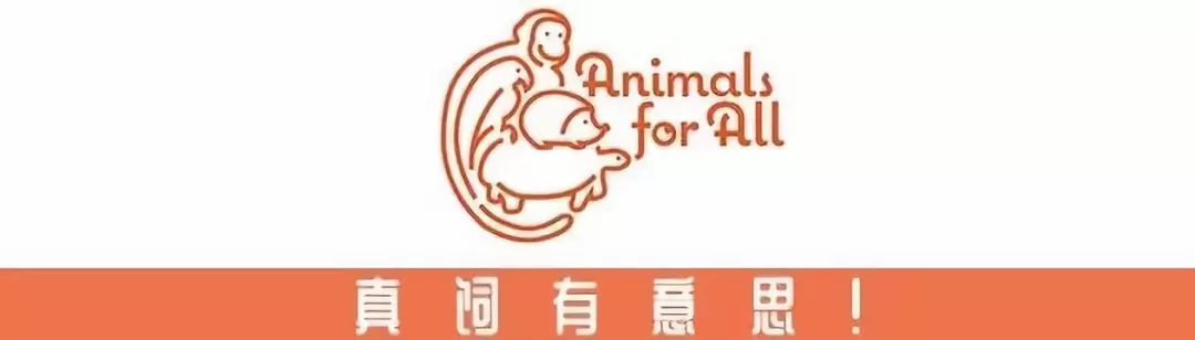 Hello！我是无法负负得正的负鼠