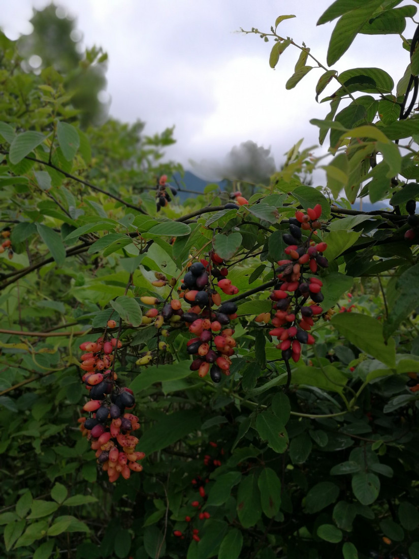 搁船尖登顶难度,搁船尖天目山光明顶