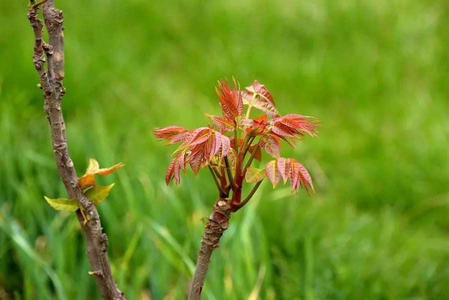 肿瘤不能吃的发物食物大全,肿瘤患者不能吃的发物食物有哪些