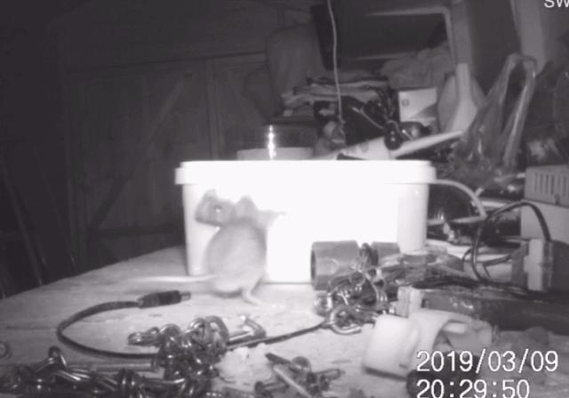 桌面每晚都被神秘力量整理干净,装了监控才发现居然是老鼠在收拾?!