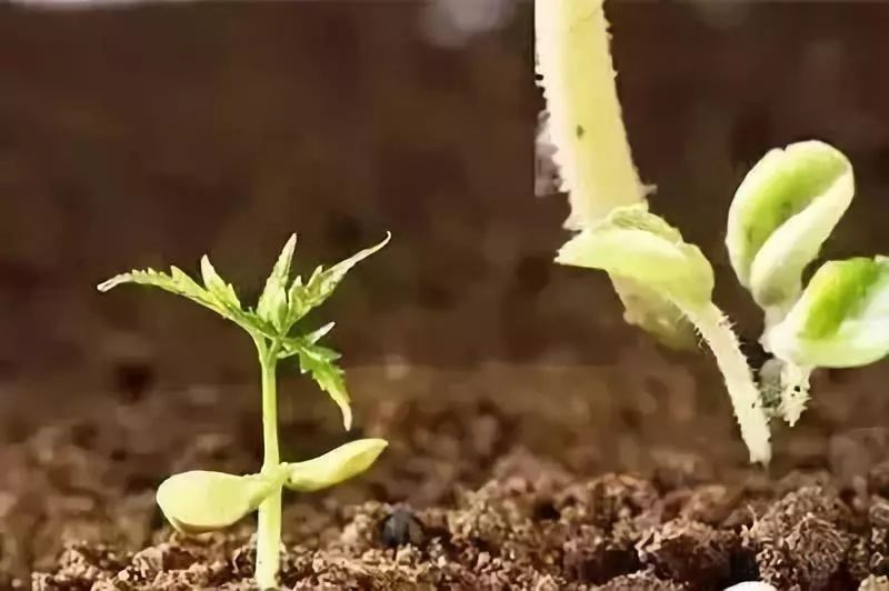 有机硅助剂与橙皮精油,农药助剂有机硅和橙皮精油哪个好