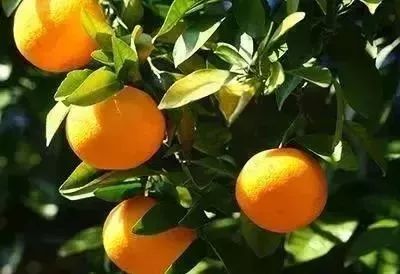 有机硅助剂与橙皮精油,农药助剂有机硅和橙皮精油哪个好