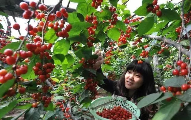 有机硅助剂与橙皮精油,农药助剂有机硅和橙皮精油哪个好