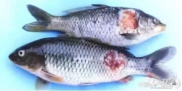 鱼细菌性烂鳃的症状及治疗方法,鱼得溃疡病怎么治疗