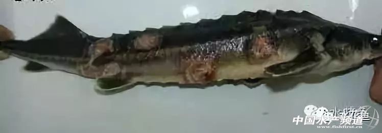 鱼细菌性烂鳃的症状及治疗方法,鱼得溃疡病怎么治疗