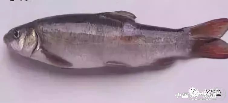 鱼细菌性烂鳃的症状及治疗方法,鱼得溃疡病怎么治疗