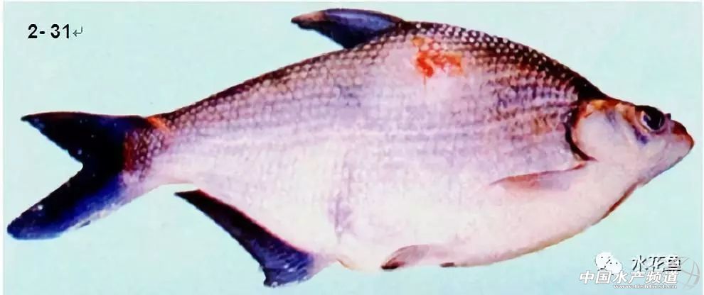 鱼类疖疮是什么原因引起的,鱼类痘疮病怎么治疗