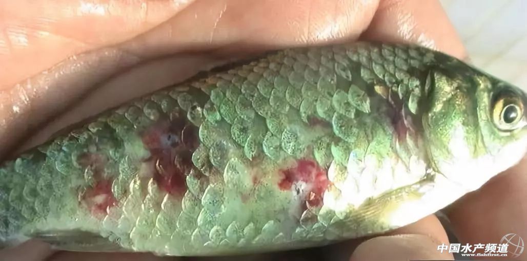 鱼类疖疮是什么原因引起的,鱼类痘疮病怎么治疗