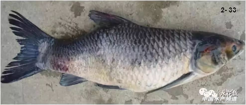 鱼类疖疮是什么原因引起的,鱼类痘疮病怎么治疗