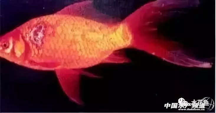 鱼细菌性烂鳃的症状及治疗方法,鱼得溃疡病怎么治疗