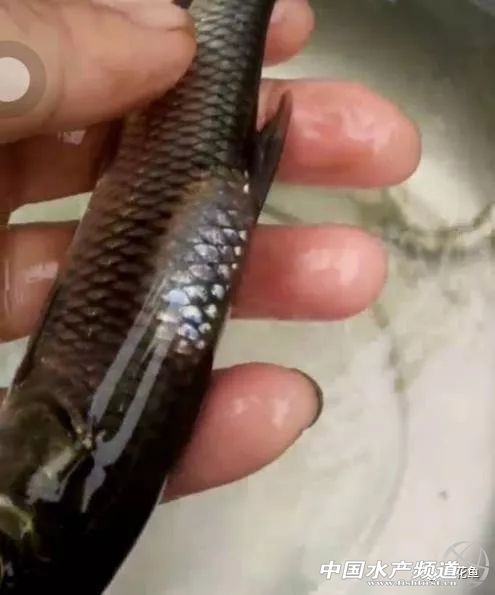 鱼类疖疮是什么原因引起的,鱼类痘疮病怎么治疗