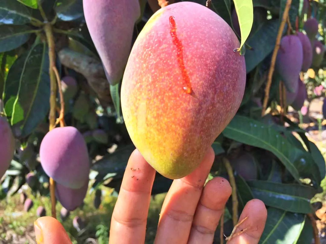 吃货推荐好吃的水果,香甜多汁海南贵妃应季水果