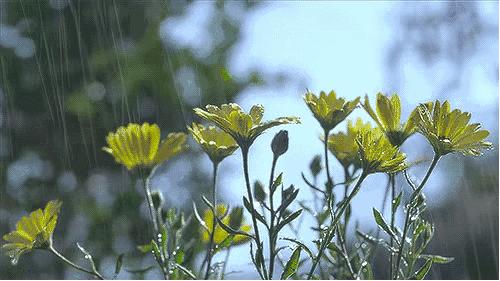 预告：明基新款智能家用色准投影仪，AI智能语音加持，在家打造专业影院在线学习娱乐中心