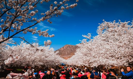 邹平旅游宣传,邹平花样年华