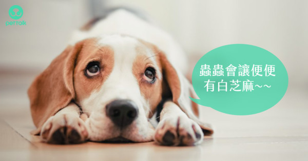 小朋友拉屎有小白虫是怎么回事,小孩大便里有细小的虫是什么原因