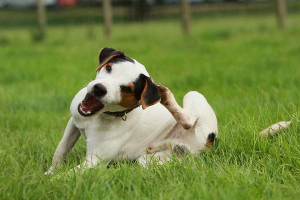 小朋友拉屎有小白虫是怎么回事,小孩大便里有细小的虫是什么原因