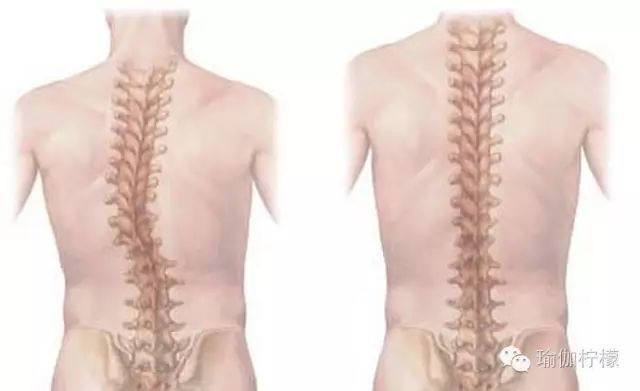 骆驼在沙漠中有什么作用,骆驼在骆驼祥子中起什么作用