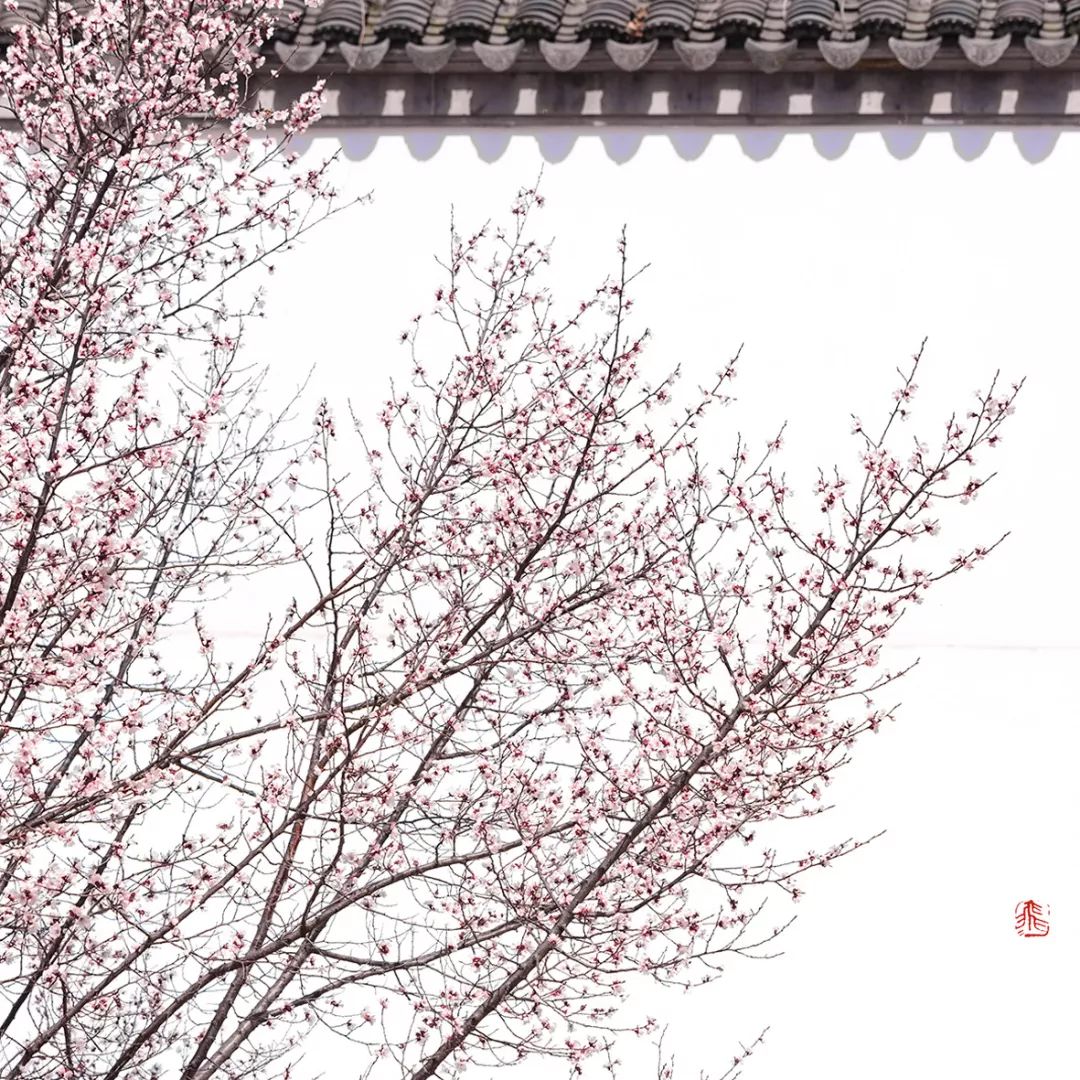 妯辨妗冩潖鏉庢ⅷ杈ㄨ鏂规硶,姊呮潕妗冩潖妯辫姳鎬庝箞鍖哄垎