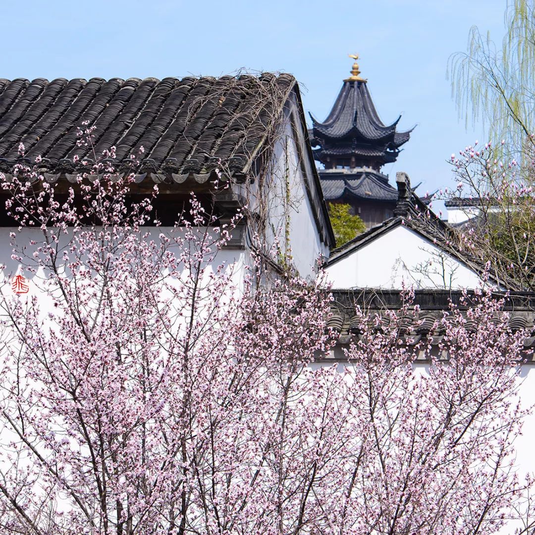 妯辨妗冩潖鏉庢ⅷ杈ㄨ鏂规硶,姊呮潕妗冩潖妯辫姳鎬庝箞鍖哄垎