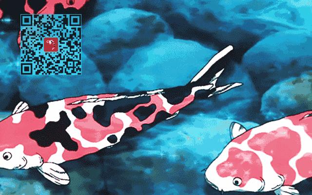 迷上鲤鱼精，露台安家2.5立方锦鲤池，生活设施一应俱全