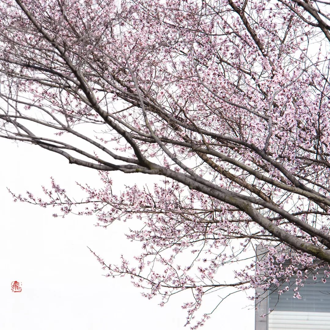 妯辨妗冩潖鏉庢ⅷ杈ㄨ鏂规硶,姊呮潕妗冩潖妯辫姳鎬庝箞鍖哄垎