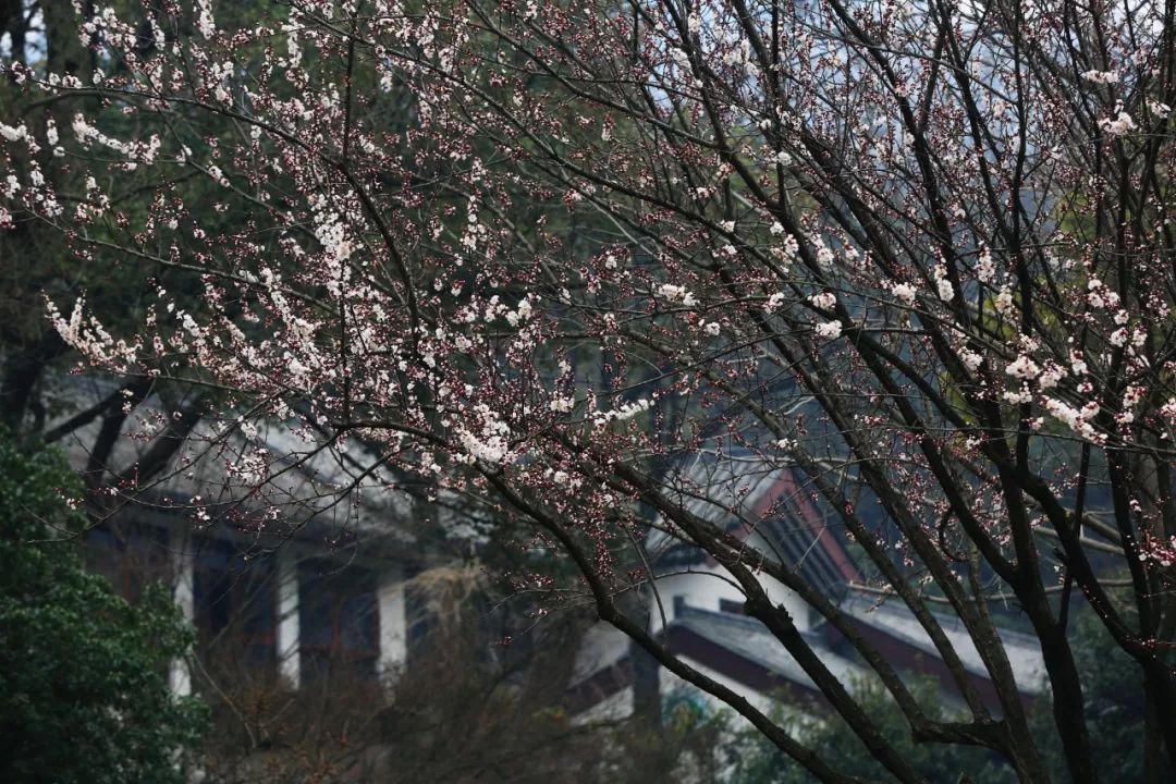 妯辨妗冩潖鏉庢ⅷ杈ㄨ鏂规硶,姊呮潕妗冩潖妯辫姳鎬庝箞鍖哄垎