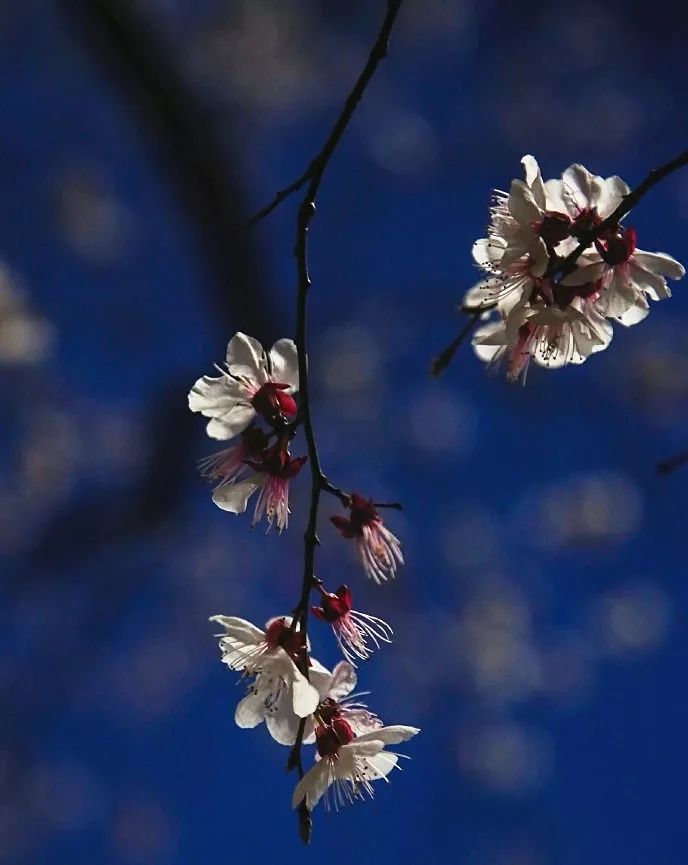 妯辨妗冩潖鏉庢ⅷ杈ㄨ鏂规硶,姊呮潕妗冩潖妯辫姳鎬庝箞鍖哄垎
