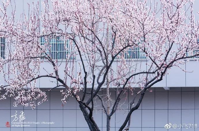 妯辨妗冩潖鏉庢ⅷ杈ㄨ鏂规硶,姊呮潕妗冩潖妯辫姳鎬庝箞鍖哄垎