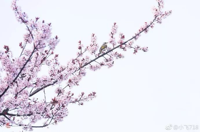 妯辨妗冩潖鏉庢ⅷ杈ㄨ鏂规硶,姊呮潕妗冩潖妯辫姳鎬庝箞鍖哄垎