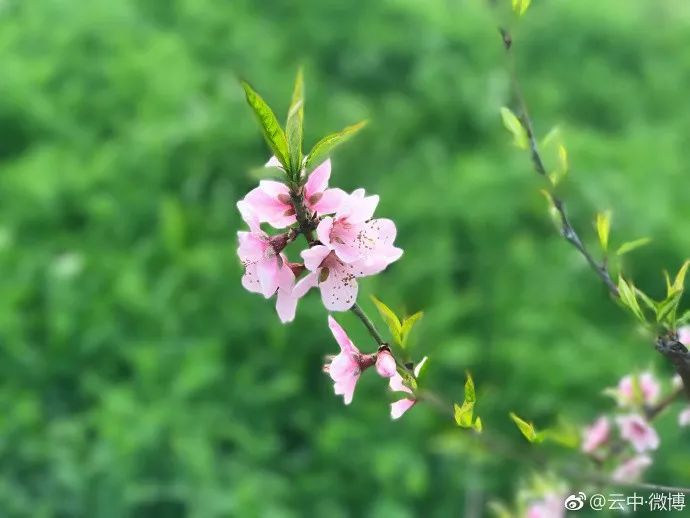 妯辨妗冩潖鏉庢ⅷ杈ㄨ鏂规硶,姊呮潕妗冩潖妯辫姳鎬庝箞鍖哄垎