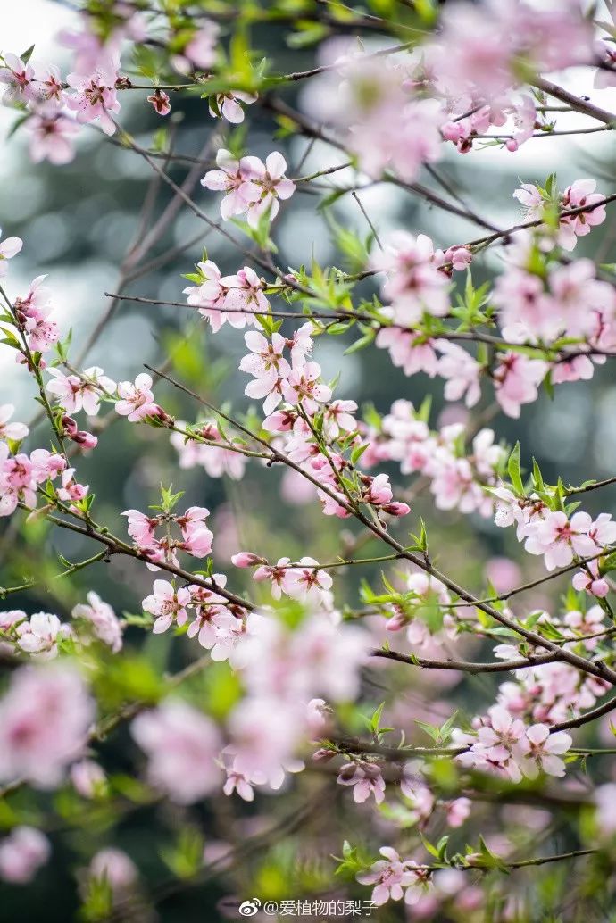 妯辨妗冩潖鏉庢ⅷ杈ㄨ鏂规硶,姊呮潕妗冩潖妯辫姳鎬庝箞鍖哄垎