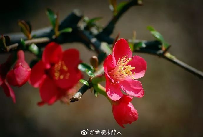 妯辨妗冩潖鏉庢ⅷ杈ㄨ鏂规硶,姊呮潕妗冩潖妯辫姳鎬庝箞鍖哄垎