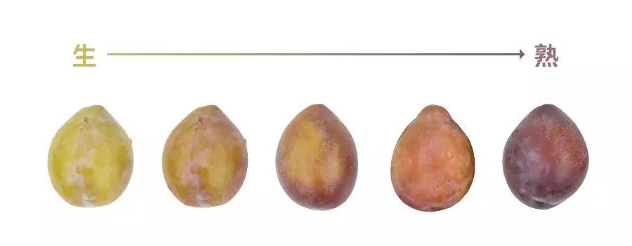 西梅是不是原来的李子,西梅不是李子的西梅