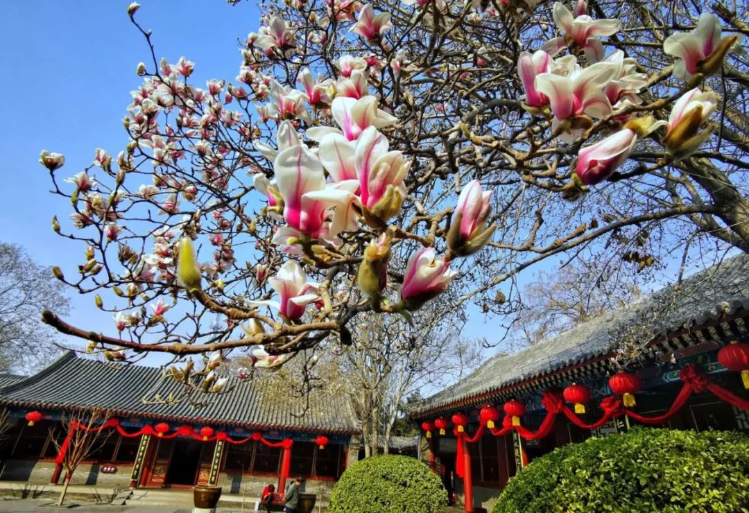 清明节正定赏花游攻略,正定清明踏青好去处