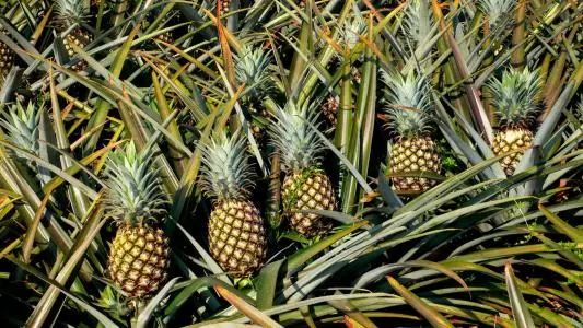 小编的傻媳妇买了菠萝，非要说是凤梨！还要给我科普……