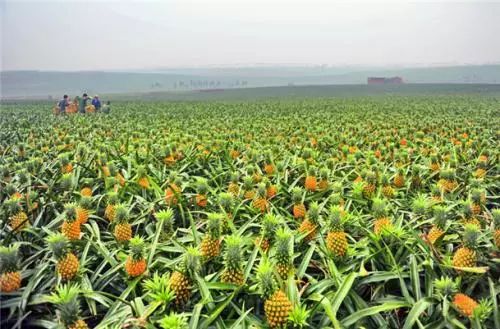 小编的傻媳妇买了菠萝，非要说是凤梨！还要给我科普……