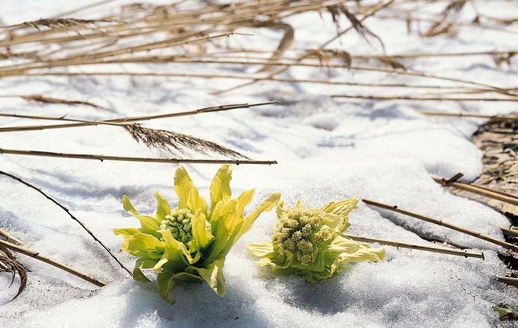 杨不悔和杨过的结局,杨不悔的结局